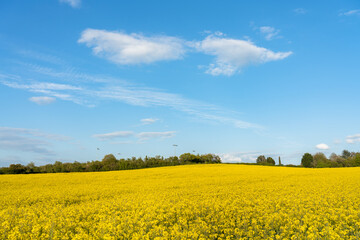 Blooming Rapeseed field on sunny day. UK landscape in spring season