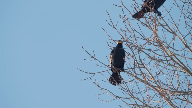 great cormorants standing on tall tree branches against blue sky. handheld shot
