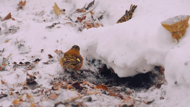 orange chaffinch couple cleaning nest entrance on snow covered ground. closeup in slow motion