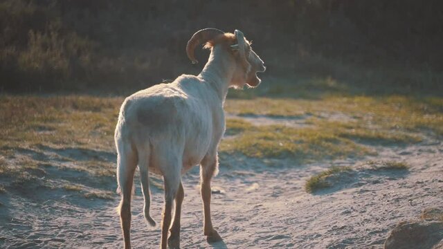 slowmotion of a wild goat walking and mooing in the field, in late afternoon
