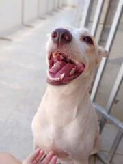 jack russell terrier