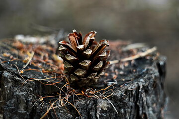 fallen brown pine cones on the old stump close up in a coniferous forest. Selective focus