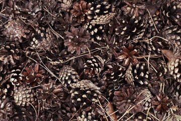 pile of fallen brown pine cones on the ground in a coniferous forest