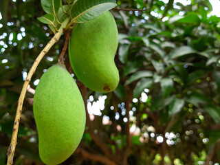Hanging mango from tree nutritious lifestyle food concept copy space banner background 
