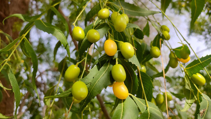 Ripping fruits of Azadirachta indica (Neem) tree on the branch