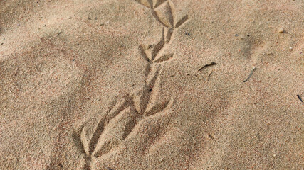 Bird footprint on desert land, close up view