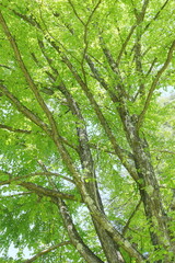 Fototapeta na wymiar 新緑のカツラの木