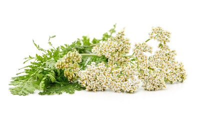 White inflorescences with leaves.