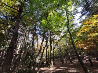 Mount Fuji Aokigahara