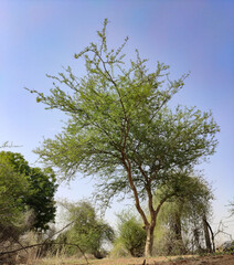 Acacia Senegal ( Kumatiya) tree with blue sky