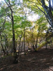 Mount Fuji Aokigahara