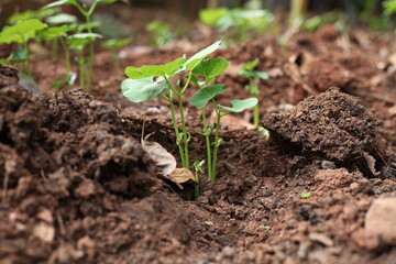 The Growing bean plant from the soil  looking very health and attractive 