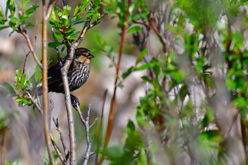 female red winged blackbird in a willow bush