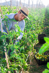 Positive man harvesting ripe tomatoes on the farm field