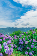 Obraz premium 紫陽花と青空