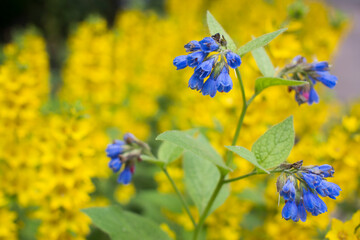 Photography of flowerbed in summer day. Natural fresh floral background. Suitable for greeting card, poster, banner, postcard. bright card loosestrife yellow flowerbed