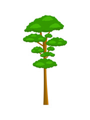 Sequoia. Isolated tree on white background, vector illustration - obrazy, fototapety, plakaty