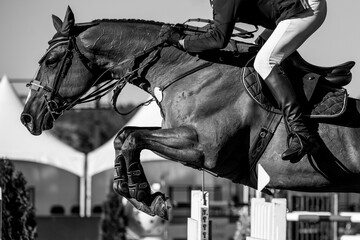 Horse Jumping, Equestrian Sports, Show Jumping themed photo.