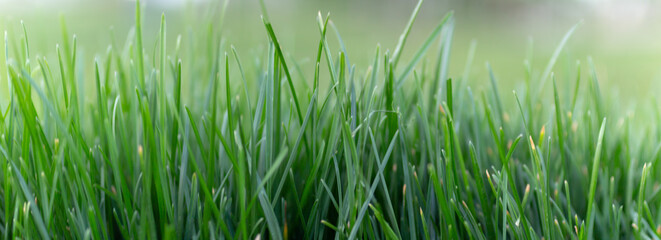 Obraz premium green grass in the morning