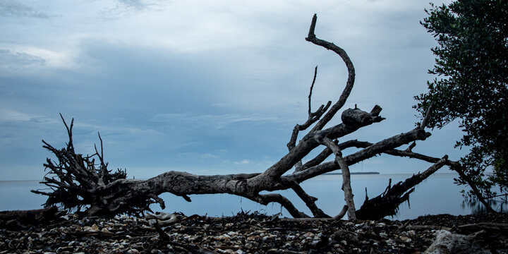 Closeup of an uprooted tree at a shore under a cloudy sky