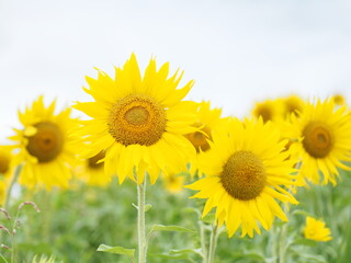 Fototapeta premium field of sunflowers
