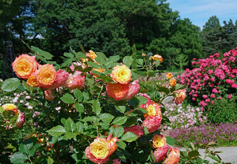 A bush of vibrant multicolored roses in a large rose garden