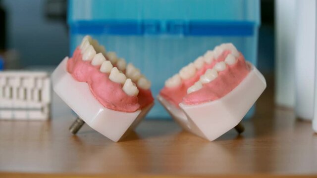 Dummy teeth lower jaw for teaching dentists students.
Closeup model of a human jaw with white teeth. Clean denture, Prosthetic dentistry.