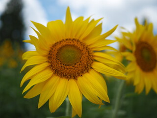 sunflower of blue sky