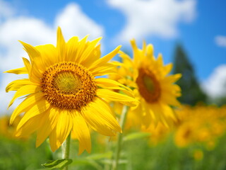 sunflower in the field