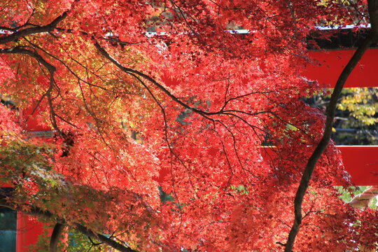 7 842 件の最適な 秋らしい 画像 ストック写真 ベクター Adobe Stock