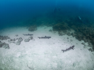 Whitetip reef sharks lying on sandy bottom (Noumea, New Caledonia)