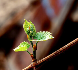 first tender green leaves on the vine
