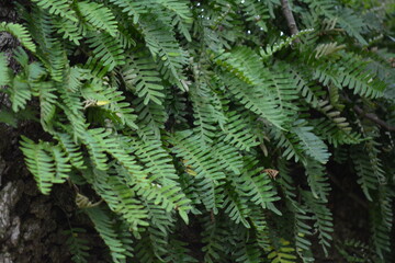 fern in the forest