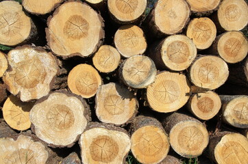 pine logs are stacked. Pine log ends. Pine saw cut.