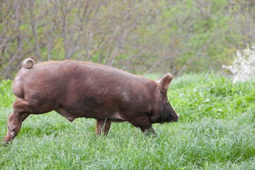 piglet with dark brown hair and curled pig tail in a cage eating grass on a pig pork farm