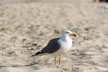 Fototapeta na wymiar Seagull on Llevant beach on the Island of Formentera..