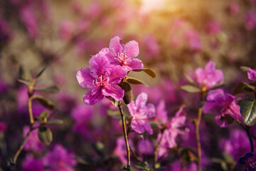Delicate spring pink flowers in the sunlight, soft focus, close-up. Cherry blossoms, almonds, rhododendron. Floral background.
