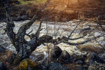 Old leafless tree, covered with lichen, leaned low over stormy mountain river. Dying birch on the rocky bank of a rushing stream. Wild natural background.