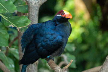 The violet turaco bird or violaceous plantain eater (Musophaga violacea) in West Africa show its beautiful purple, yellow, and red colors very close up.