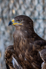 A golden eagle (Aquila chrysaetos) very close up showing off golden feathers, yellow eyes, and beak.