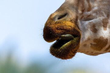 A close up of a giraffe (giraffa) mouth out in Africa.