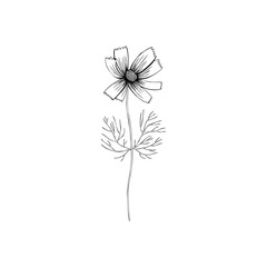 Cosmos flower, Kosmos flower, Kosmeya hand drawn doodle ink sketch, decorative illustration, wild astra, Cosmos plant, floral design for greeting card, wedding invitation, cosmetic packaging