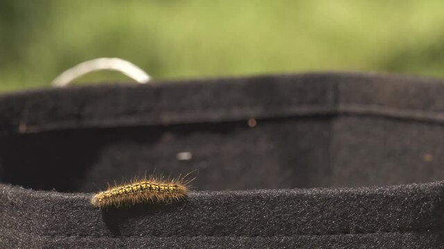 Tiny caterpillar crawling around the parameter of a garden basket during spring