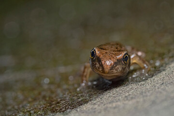 Young water frog, Junger Wasserfrosch 