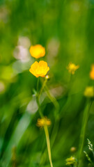 Fototapeta premium Macro