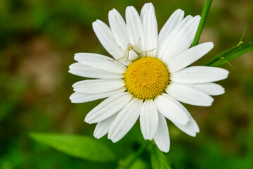 Obraz premium Kamille