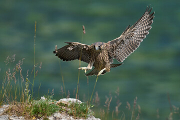 Peregrine falcon (Falco peregrinus)