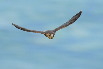 Peregrine falcon (Falco peregrinus)