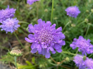 Obraz premium Blume