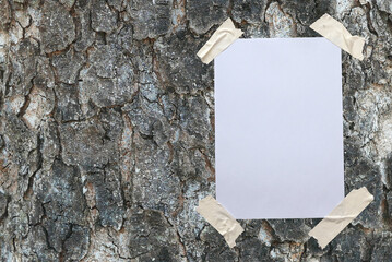 Blank white paper attached to the tree texture with tape.